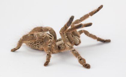 Spider-venom-is-being-used-to-develop-venom-derived-pharmaceuticals. 